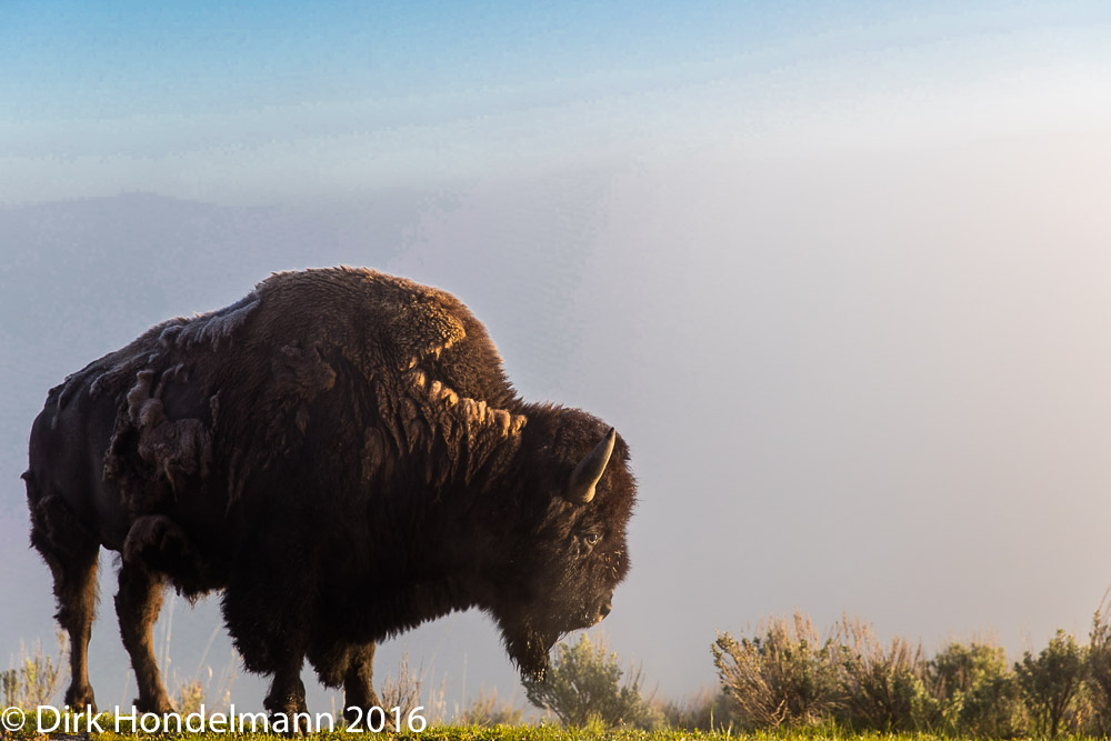 Bison im Nebel