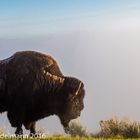 Bison im Nebel