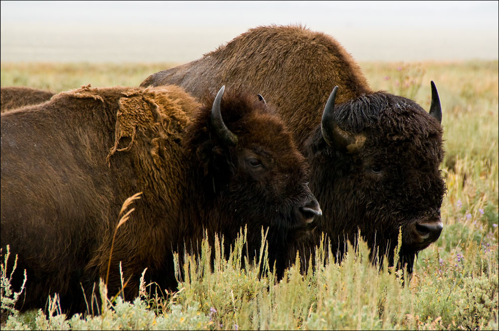 Bison im Regen