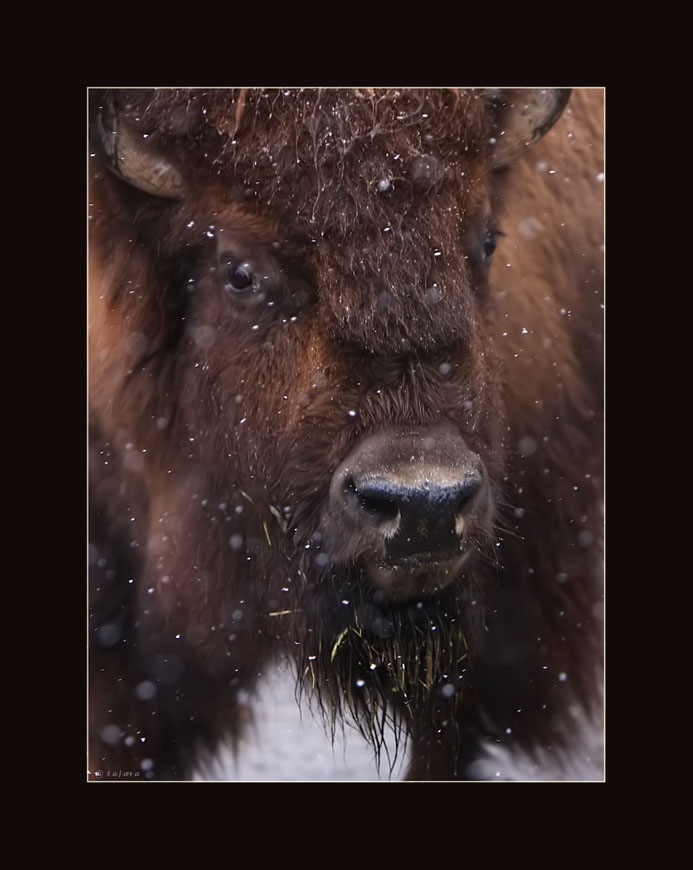 bison im schnee