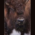 bison im schnee