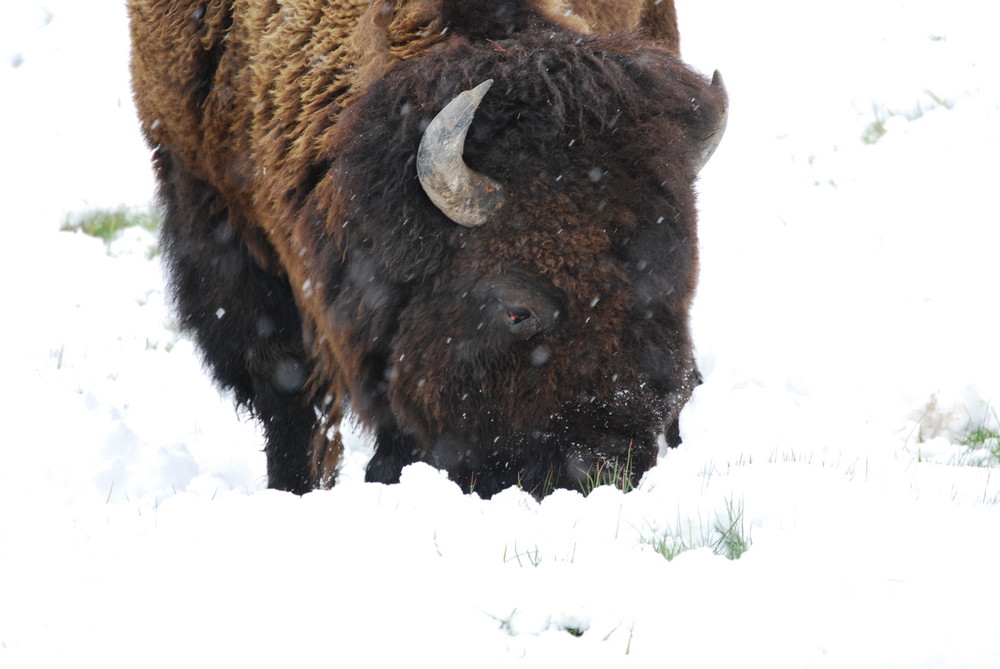 Bison im Schnee