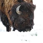 Bison im Schnee