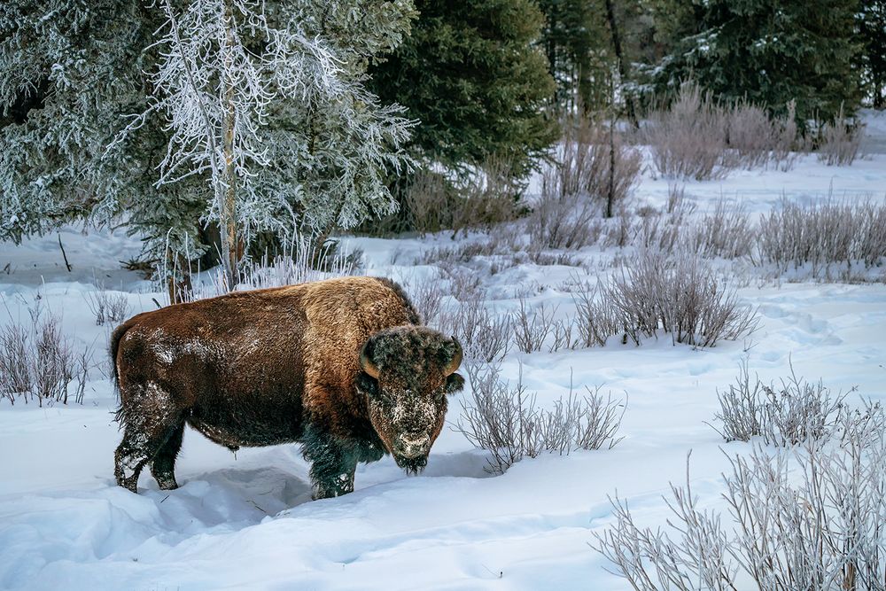 Bison im Schnee