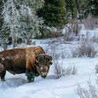 Bison im Schnee