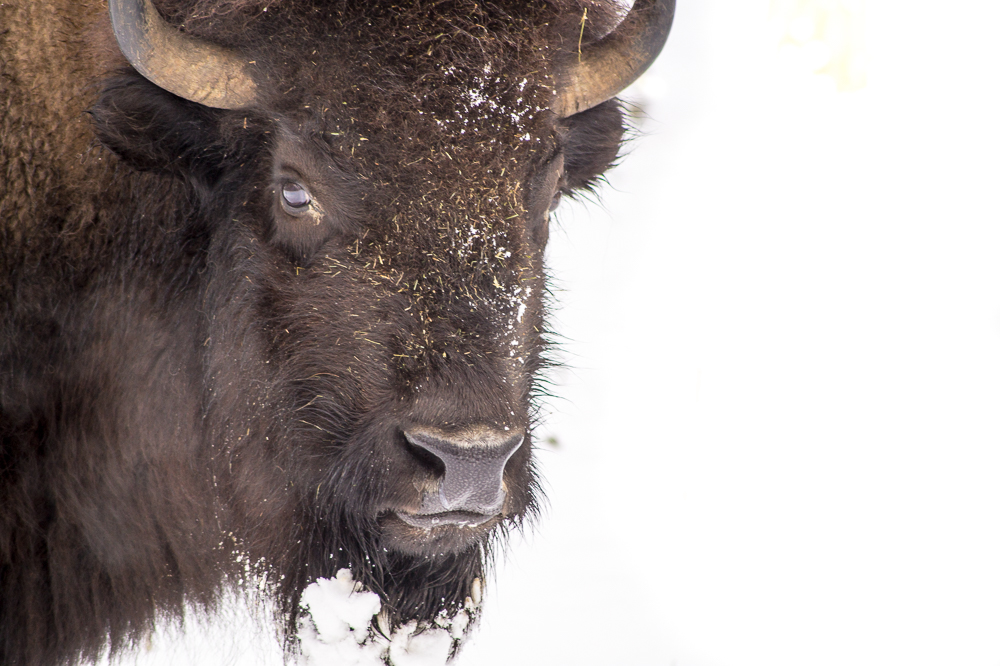 Bison im Schnee