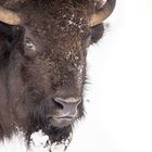 Bison im Schnee