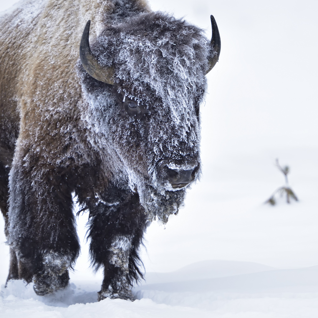 Bison im Schnee