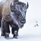 Bison im Schnee