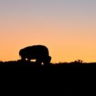 Bison im Sonnenuntergang