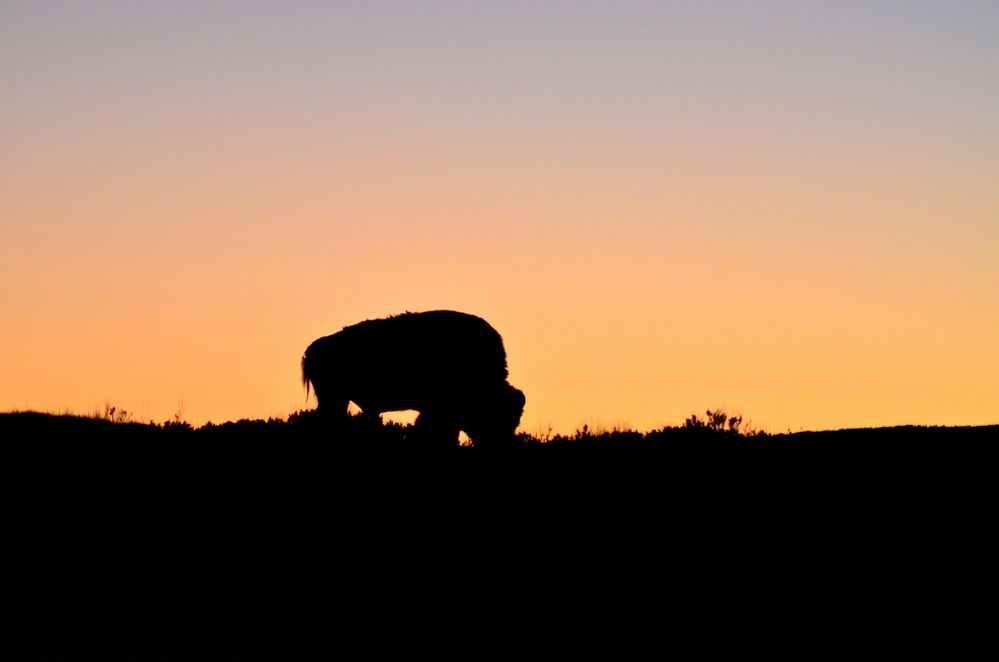 Bison im Sonnenuntergang