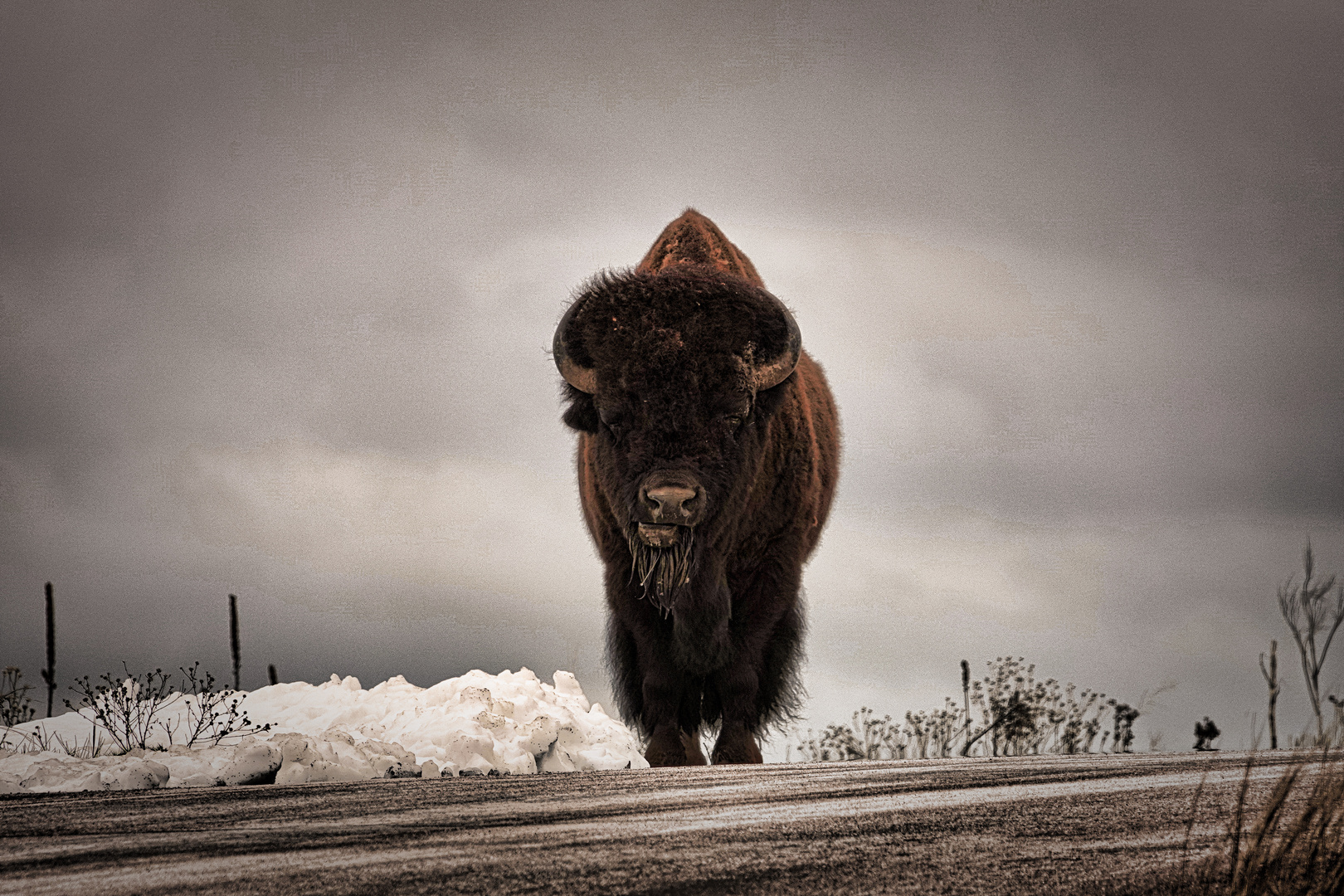 Bison im Wind Cave National Park