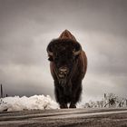 Bison im Wind Cave National Park