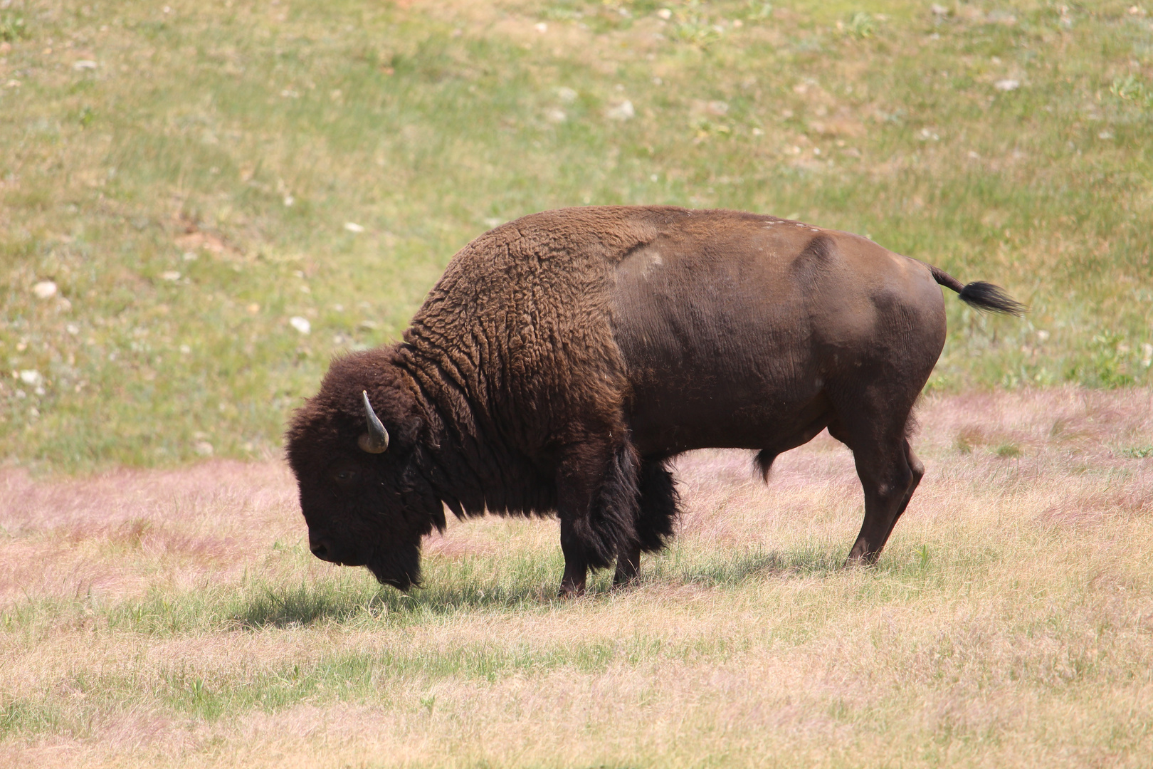 Bison im Wind Cave National Park