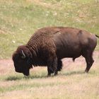 Bison im Wind Cave National Park