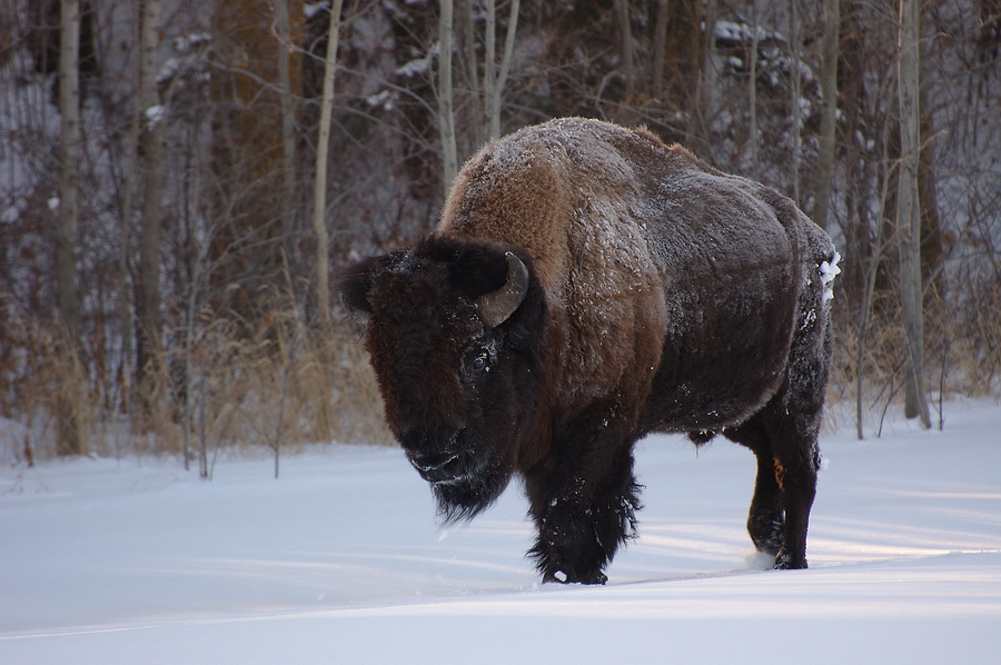 Bison im Winter (-20° Celsius)