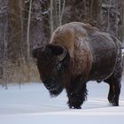 Bison im Winter (-20° Celsius)