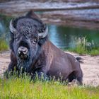 "Bison im Yellowstone"