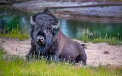 "Bison im Yellowstone"