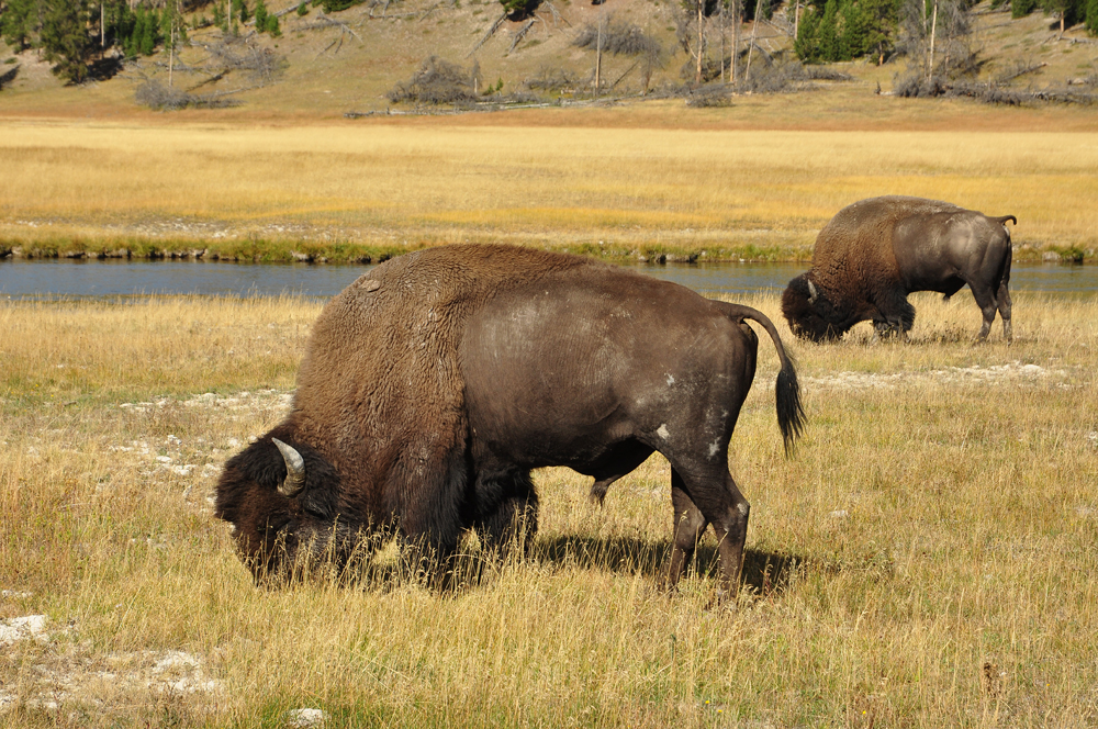 Bison im Yellowstone