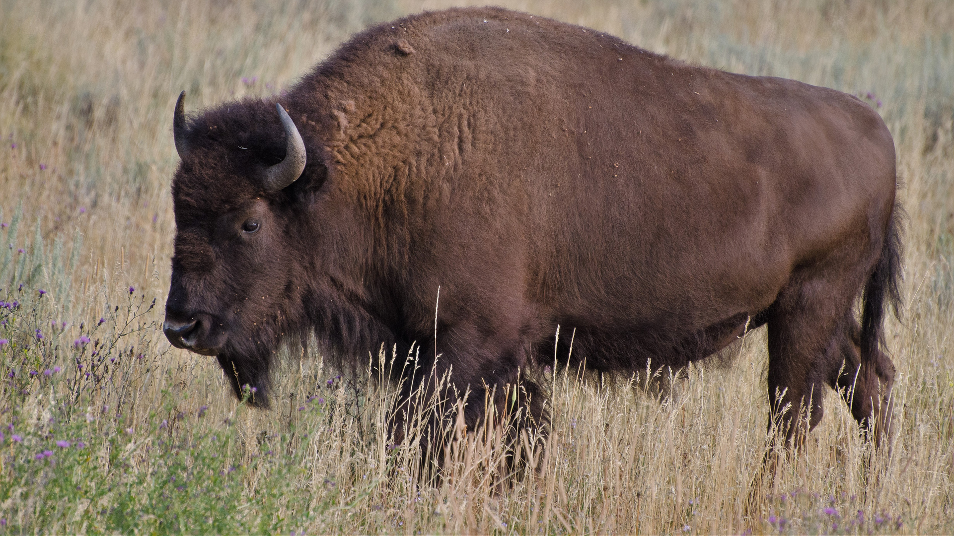 bison im yellowstone