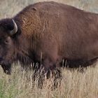 bison im yellowstone