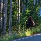 Bison im Yellowstone