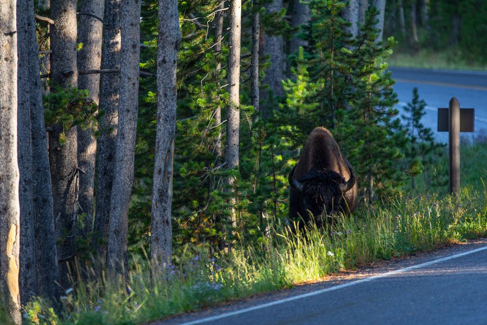 Bison im Yellowstone