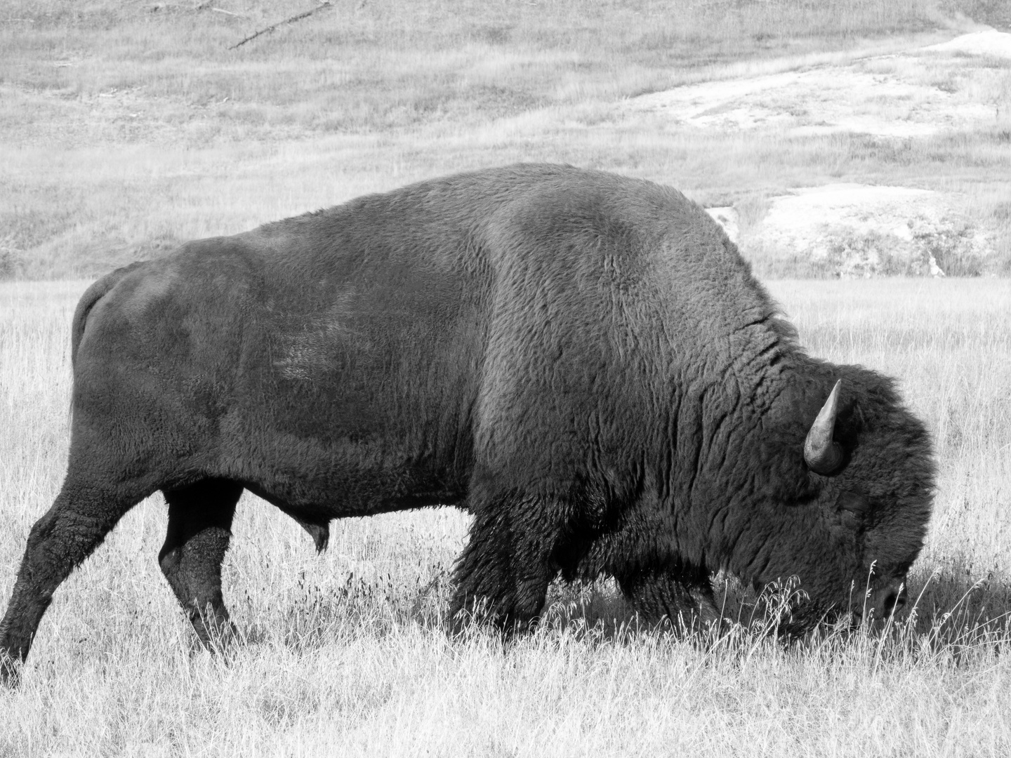 Bison im Yellowstone