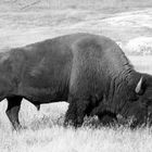 Bison im Yellowstone