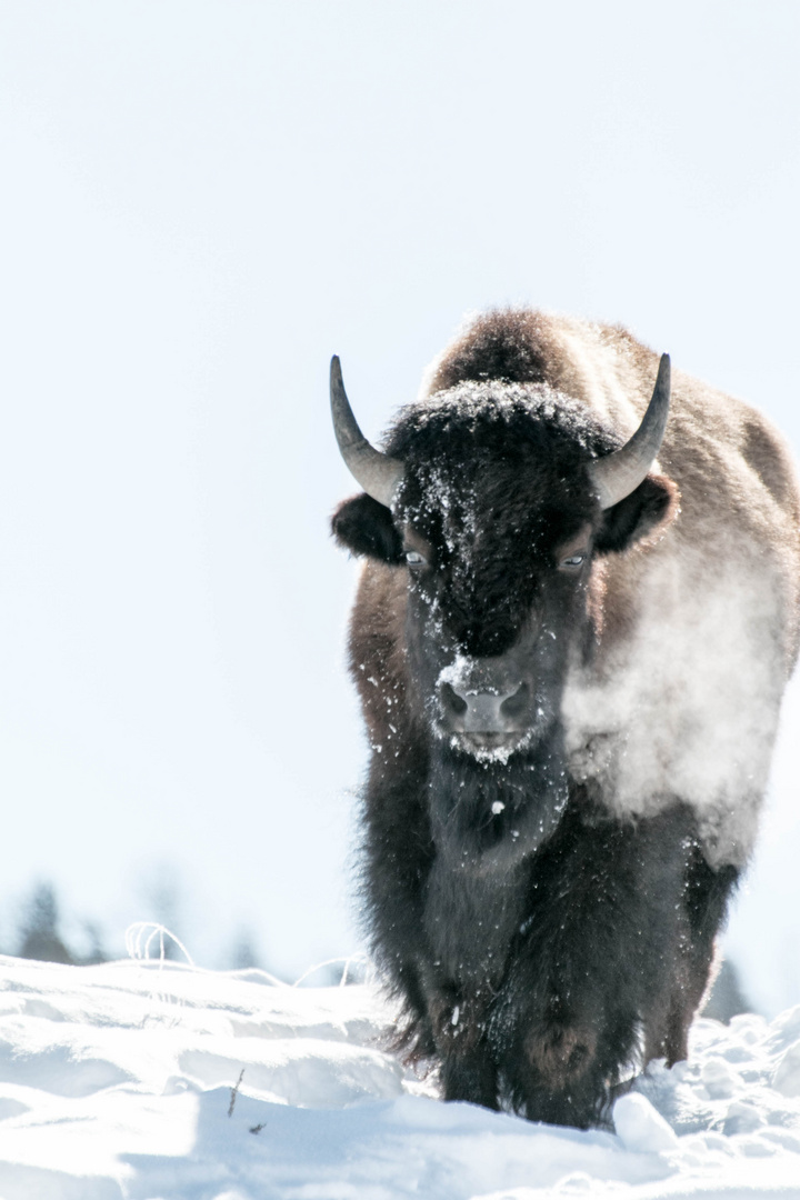 Bison Im Yellowstone National Park Foto Bild Fotos Usa World Bilder Auf Fotocommunity