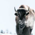 Bison im Yellowstone National Park