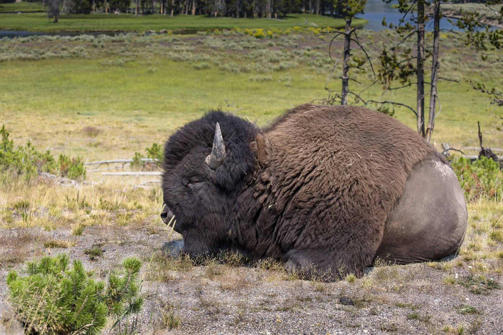 Bison im Yellowstone Nationalpark