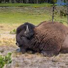 Bison im Yellowstone Nationalpark