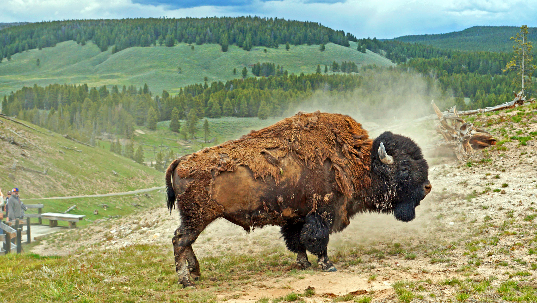 Bison im Yellowstone Nationalpark