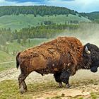 Bison im Yellowstone Nationalpark