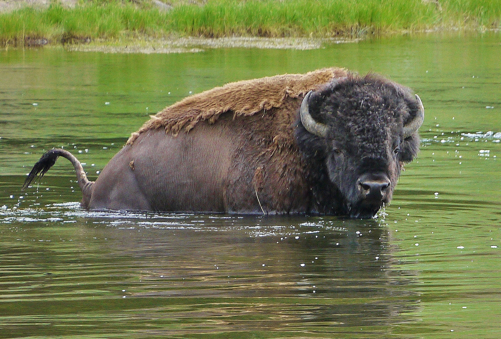 Bison im Yellowstone Nationalpark USA