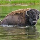 Bison im Yellowstone Nationalpark USA