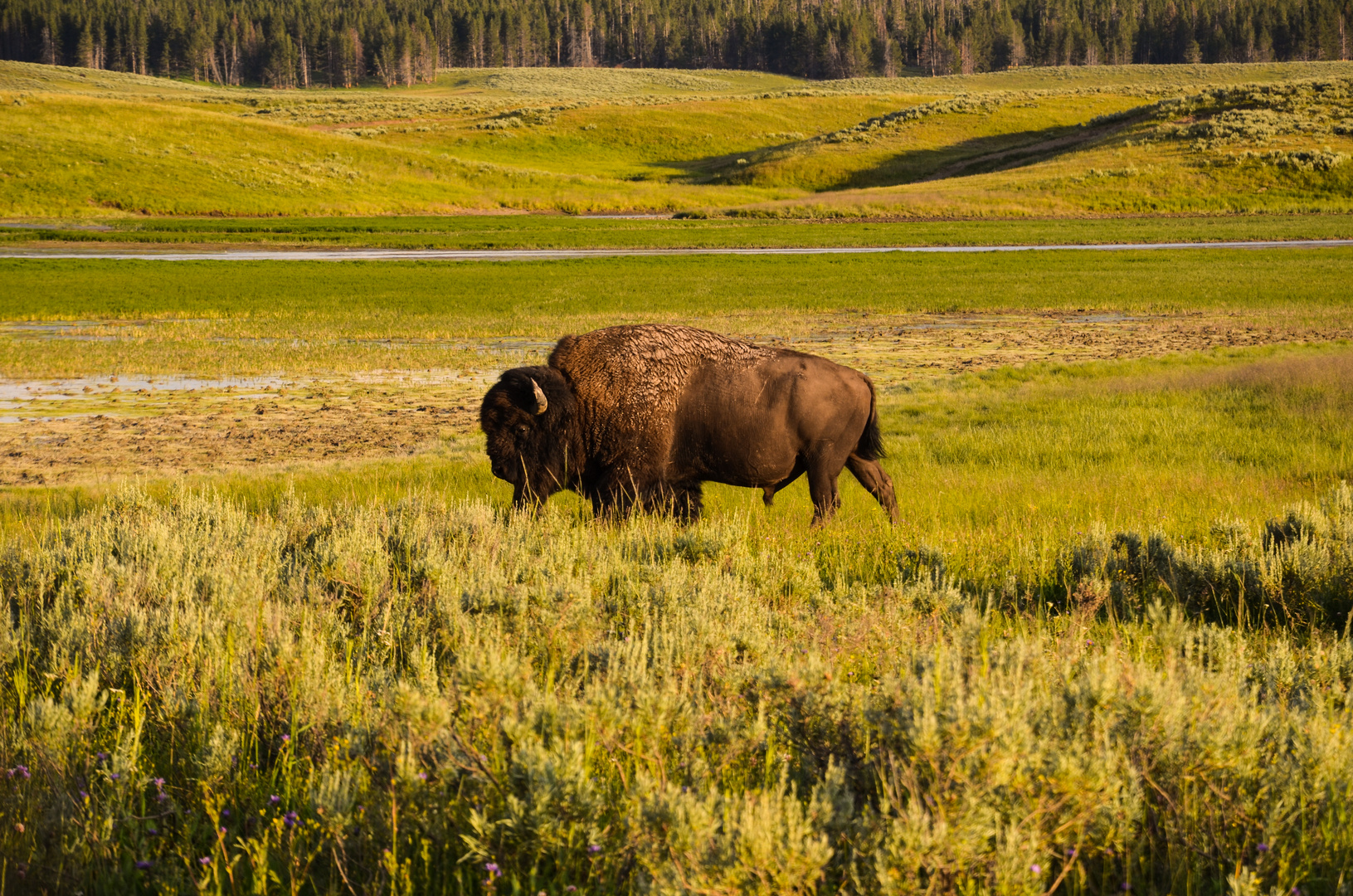 Bison im Yellowstone NP