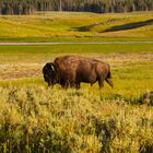 Bison im Yellowstone NP