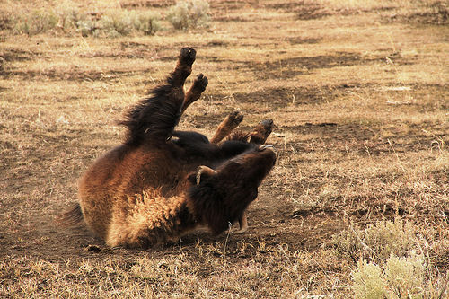 Bison im Yellowstone NP