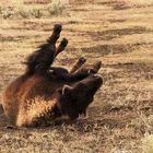 Bison im Yellowstone NP