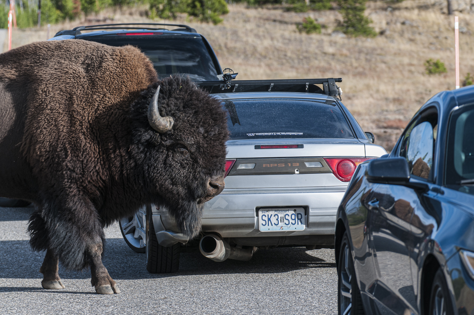 Bison im Yellowstone NP - Wyoming USA