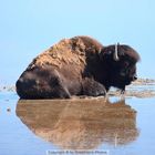 Bison im Yellowstone River Valley, Yellowstone National Park, Wyoming, USA