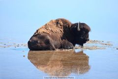 Bison im Yellowstone River Valley, Yellowstone National Park, Wyoming, USA