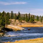 Bison im Yellowstone River - Yellowstone N.P. - Wyoming - USA