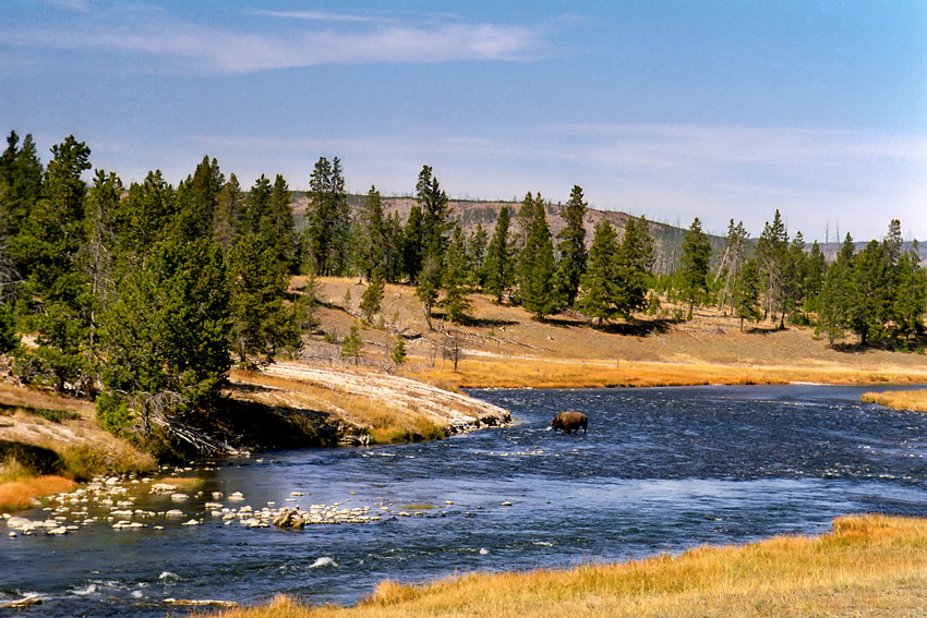 Bison im Yellowstone River - Yellowstone N.P. - Wyoming - USA
