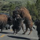 Bison im YNP