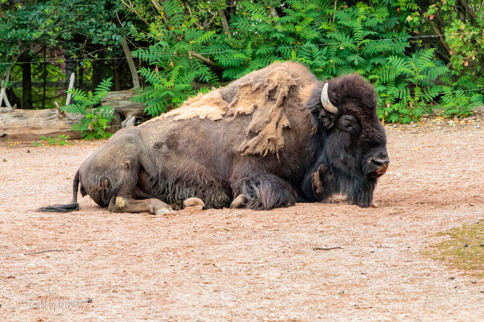 Bison - im Zoo Hannover