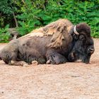 Bison - im Zoo Hannover